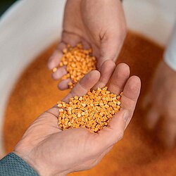 hands holding or grabbing orange plastic pellets from a bucket